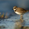 Kulik pisecny - Charadrius hiaticula - Common Ringed Plover 1484